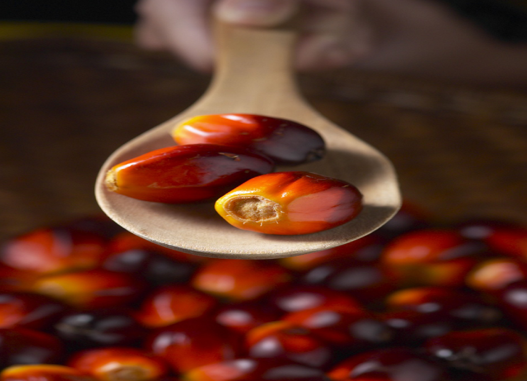 Exploring the Origins and Major Production Areas of Palm Oil