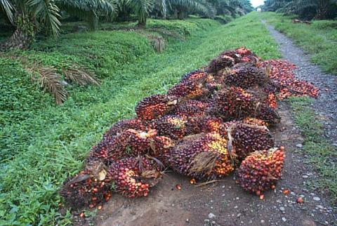 Oil Palm Tree Growth Habits and Seasonal Palm Oil Yield Variations