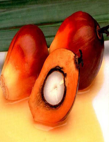 Growth habits of oil palm trees and seasonal changes in palm oil production