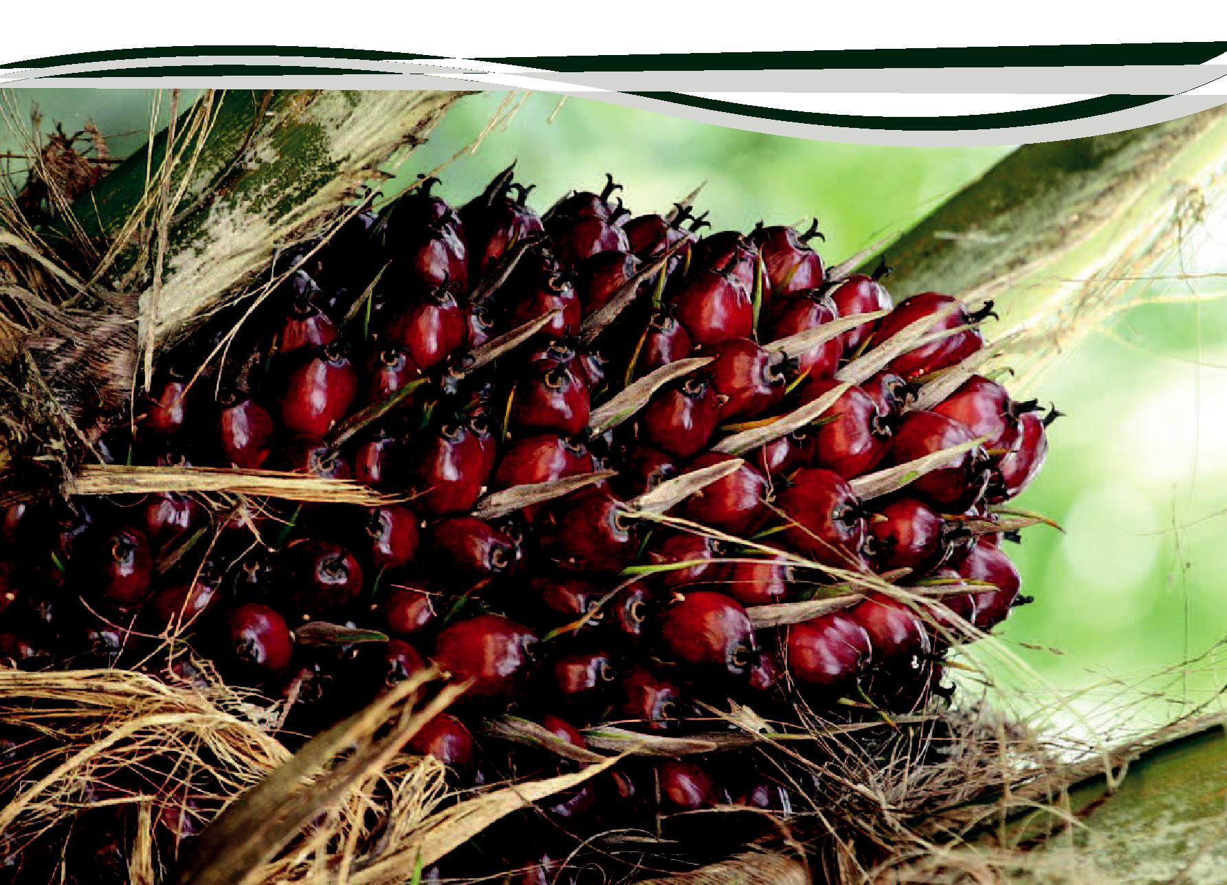 Malaysia makes all-out effort to seek EU recognition to promote sustainable palm oil industry upgrading