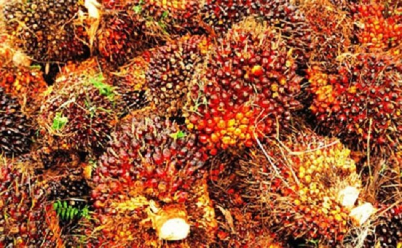 Palm oil and rubber model can drive Malaysia's global food ambitions
