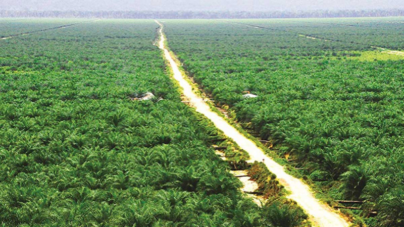 Bulungan Agriculture Office Accelerates Legality of People's Plantation Businesses, Intensifies STDB Socialization in Long Bang  This article has been published on InfoSAWIT English with the title © Palm Oil News - Bulungan Agriculture Office Accelerates Legality of People's Plantation Businesses, Intensifies STDB Socialization in Long Bang Click to read: https://en.infosawit.com/news/16155/bulungan-agriculture-office-accelerates-legality-of-people-s-plantation-businesses--intensifies-stdb-socialization-in-long-bang
