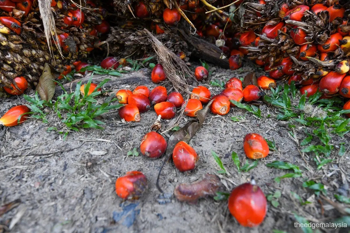 Red palm oil can make it big with quality standards