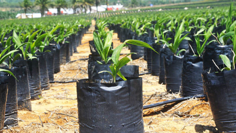 Genetic Research Strengthens Palm Oil Sustainability for Energy and Food Security