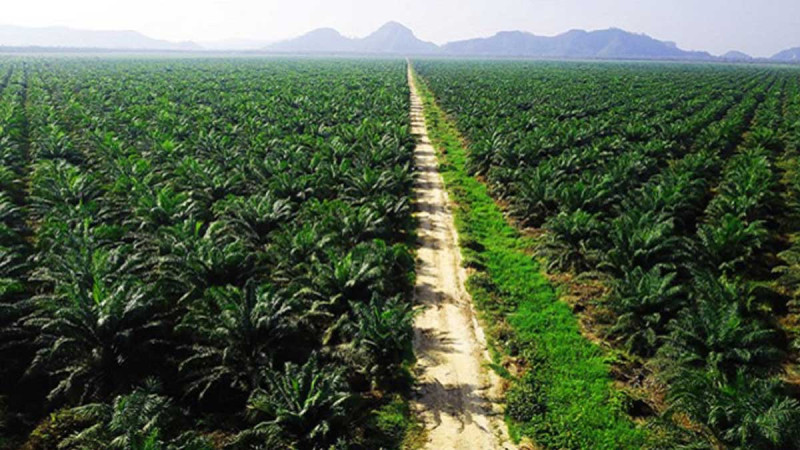 Dispelling Myths: Time to Build a Positive Image of Palm Oil