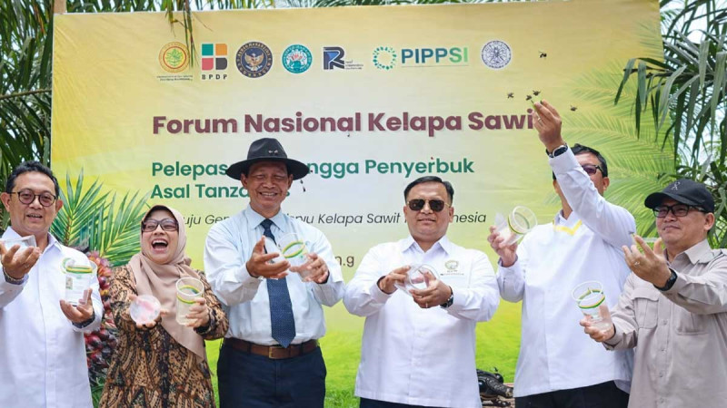 PPKS Strengthens Oil Palm Pollination Through Release of Tanzanian Insects