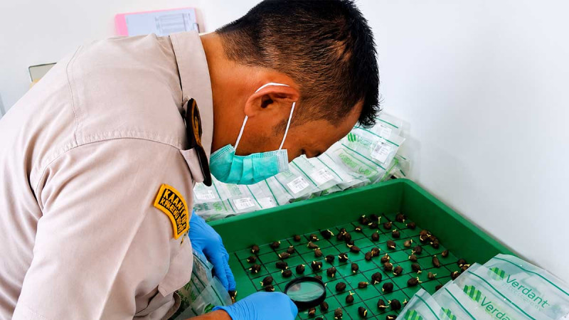 Indonesia Expands Palm Seed Exports to Colombia with 10,500 Premium Germinated Seeds