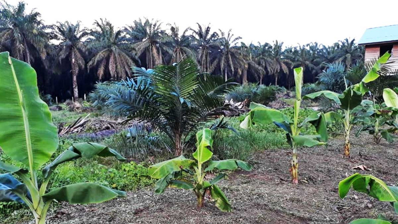 Banana Intercropping in Oil Palm Plantations Requires Careful Management, Says PPKS Expert