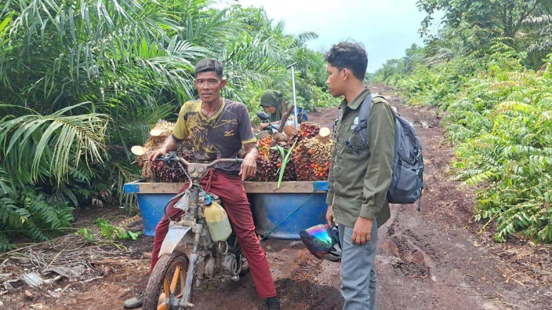 Riau Authorities Step Up Monitoring After Palm Oil Worker Narrowly Escapes Sumatran Tiger Encounter