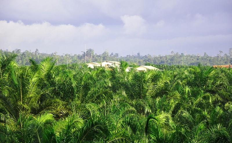 Palm Oil Becomes Economic Lifeline for Indonesia’s Transmigration Areas, Deputy Minister Says