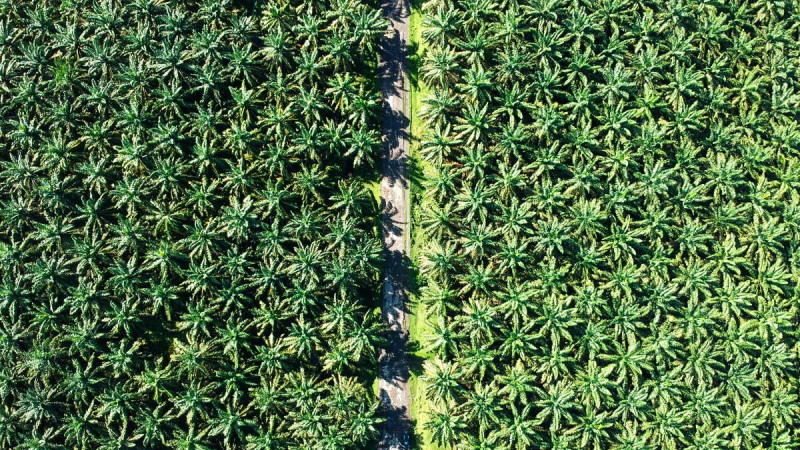 Global Agribusiness Giants Tighten Their Grip as Palm Oil Supply Chains Become a Strategic Battleground