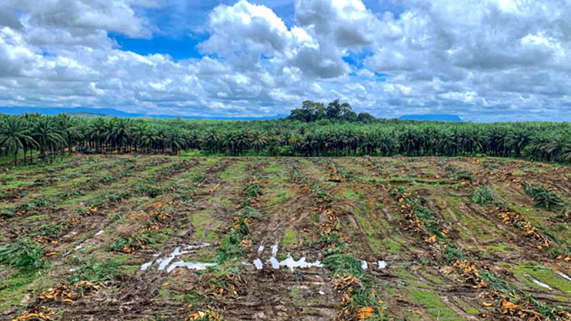 Smallholder Palm Oil Replanting Hits 428,000 Hectares in a Decade as Administrative Bottlenecks Persist